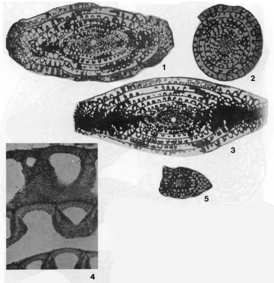 Skinnerina typicalis Ross, 1964 Skinnerina typicalis Ross, 1964