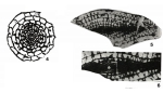 Chusenella ishanensis Hsu, 1942