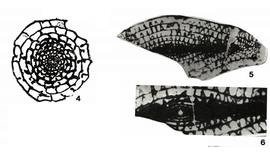 Chusenella ishanensis Hsu, 1942 Chusenella ishanensis Hsu, 1942