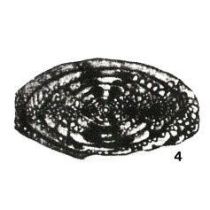 Triticites ordinatus var. daroni Miklukho-Maklay, 1949 Triticites ordinatus var. daroni Miklukho-Maklay, 1949