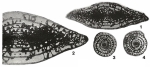 Dunbarinella ervinensis Thompson, 1942