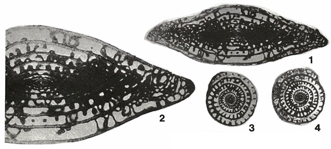 Dunbarinella ervinensis Thompson, 1942 Dunbarinella ervinensis Thompson, 1942