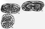 Eoparafusulina contracta Skinner & Wilde, 1965