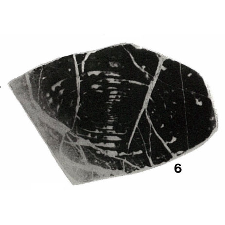 Nagatoella orientis (Ozawa, 1925) Nagatoella orientis (Ozawa, 1925)