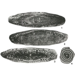 Pseudofusulina huecoensis Dunbar & Skinner, 1931