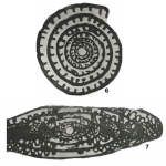 Fusulina vulgaris var. fusiformis Schellwien Ms., 1909