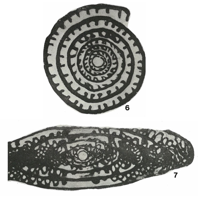 Fusulina vulgaris var. fusiformis Schellwien Ms., 1909 Fusulina vulgaris var. fusiformis Schellwien Ms., 1909