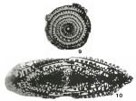 Parafusulina schucherti Dunbar & Skinner, 1937