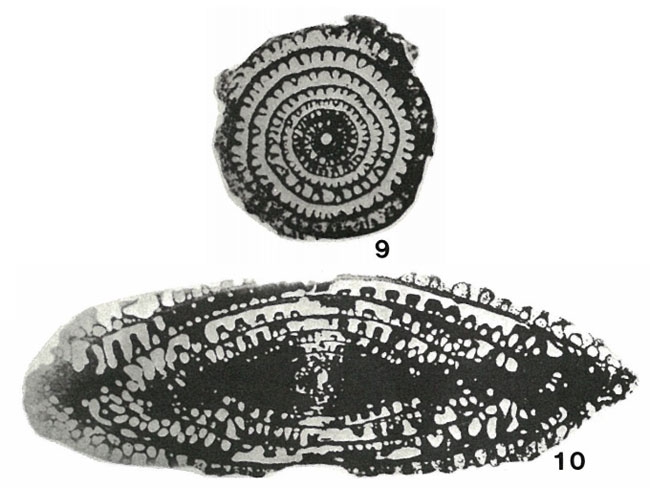 Parafusulina schucherti Dunbar & Skinner, 1937 Parafusulina schucherti Dunbar & Skinner, 1937