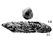 Triticites ferganensis Miklukho-Maklay, 1950