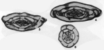 Chromista - Foraminifera (foraminifers)