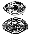Pseudoschwagerina primigena Rauzer-Chernousova, 1949