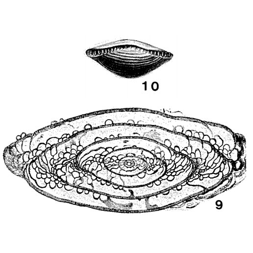 Fusulina (Schwagerina) fusulinoides Schellwien, 1898 Fusulina (Schwagerina) fusulinoides Schellwien, 1898