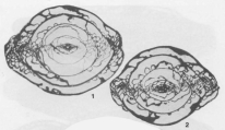 Alpinoschwagerina turkestanica Bensh, 1972, author: Le Coze, Franis