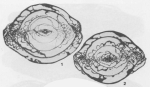 Alpinoschwagerina turkestanica Bensh, 1972