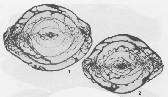 Alpinoschwagerina turkestanica Bensh, 1972 Alpinoschwagerina turkestanica Bensh, 1972