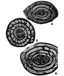 Pseudoschwagerina (Zellia) heritschi Kahler & Kahler, 1937
