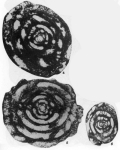 Sphaerulina volgensis Ketat, 1982
