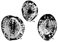 Hayasakaina kotakiensis Fujimoto & Kawada, 1953