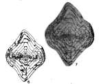 Mufushanella mufushanensis Chen, 1964