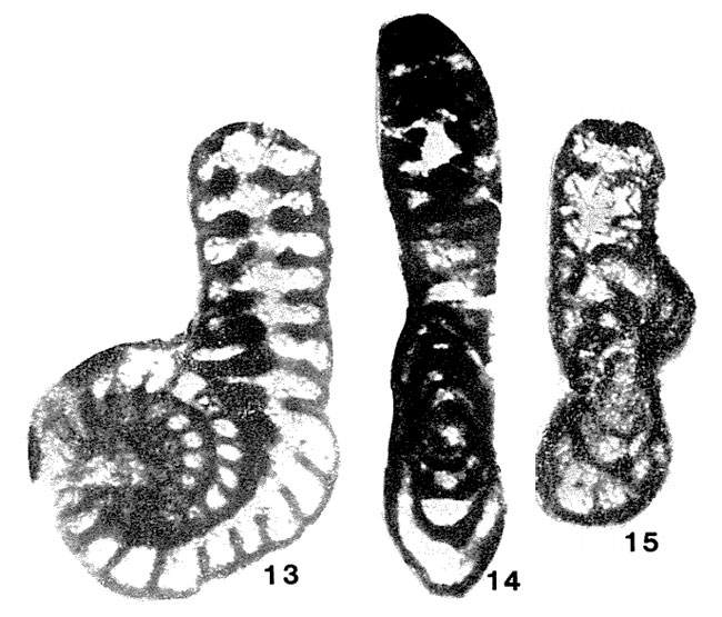 Palaeoreichelina donghoiensis Liêm, 1974 Palaeoreichelina donghoiensis Liêm, 1974