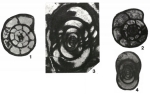 Kahlerina pachytheca Kochansky-Devidé & Ramovš, 1955