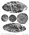 Gifuella gifuensis Honjo, 1959, author: Le Coze, Franis