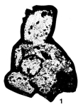 Baituganella chernyshinensis Lipina, 1955