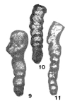 Eotikhinella orbiculata Pronina, 1980
