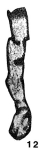 Paracaligella antropovi Lipina, 1955