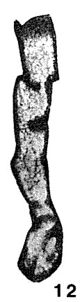 Paracaligella antropovi Lipina, 1955