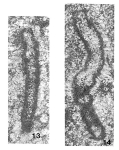 Eocaligella isensis Pronina, 1980