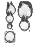 Darjella monilis Malakhova, 1964