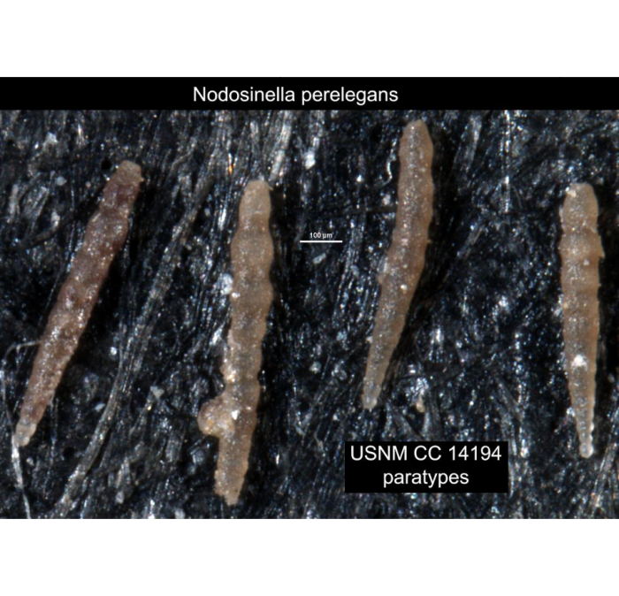 Nodosinella perelegans Plummer, 1930