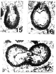 Eolagena minuta Lipina, 1959