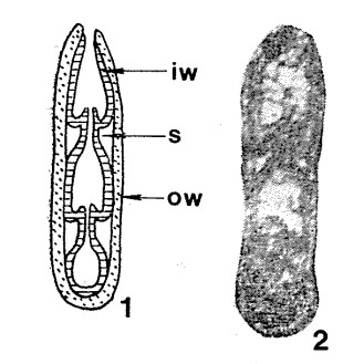 Biparietata ampula Zolotova, 1980
