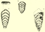 Frondicularia woodwardi Howchin, 1895