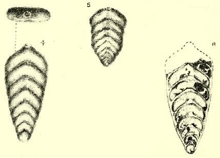 Frondicularia woodwardi Howchin, 1895