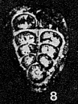 Neogeinitzina orientalis Miklukho-Maklay, 1954