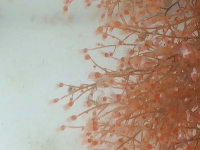 Eudendrium, (2023, fig.3) Eudendrium, (2023, fig.3)