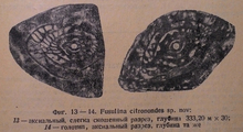 Fusulina citronoides Manukalova, 1948, author: Le Coze, Franis