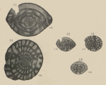 Schwagerina prisca Deprat, 1912