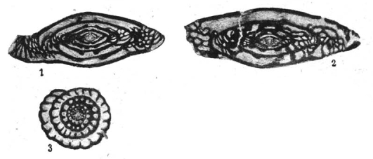 Triticites schwageriniformis Rauzer-Chernousova, 1938 Triticites schwageriniformis Rauzer-Chernousova, 1938
