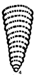 Bigenerina sumatrana Volz, 1904