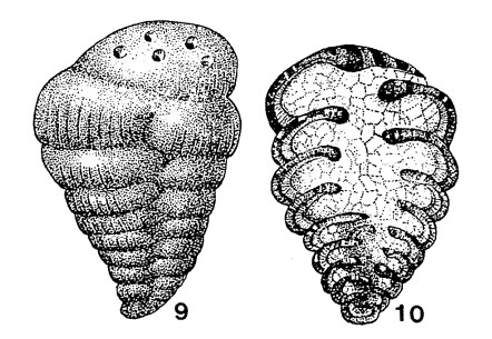 Cribrostomum textulariforme Möller, 1879 Cribrostomum textulariforme Möller, 1879