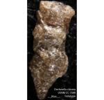 Deckerella clavata Cushman & Waters, 1928