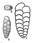 Deckerellina istiensis Reitlinger, 1950