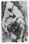 Paradagmarita monodi Lys, 1978