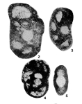 Lipinella notata Malakhova, 1975