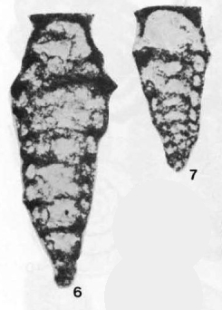 Louisettita elegantissima Altiner & Brönnimann, 1980 Louisettita elegantissima Altiner & Brönnimann, 1980